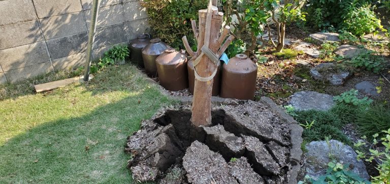 庭にある植木を根っこごとdiyで簡単に伐根する方法を教えます じょーいちろぐ