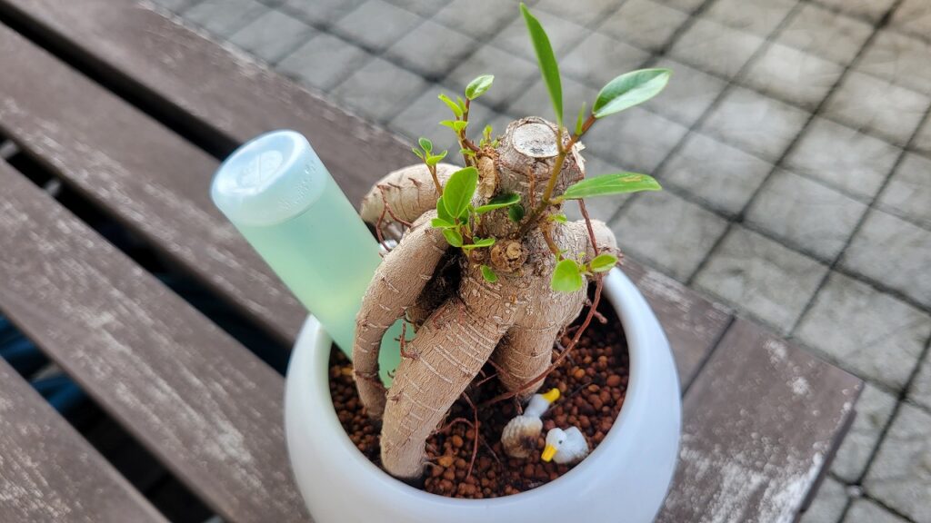 ガジュマルの枝が伸び伸びになってしまったので丸坊主にしてみました 経過観察を載せておきます じょーいちろぐ