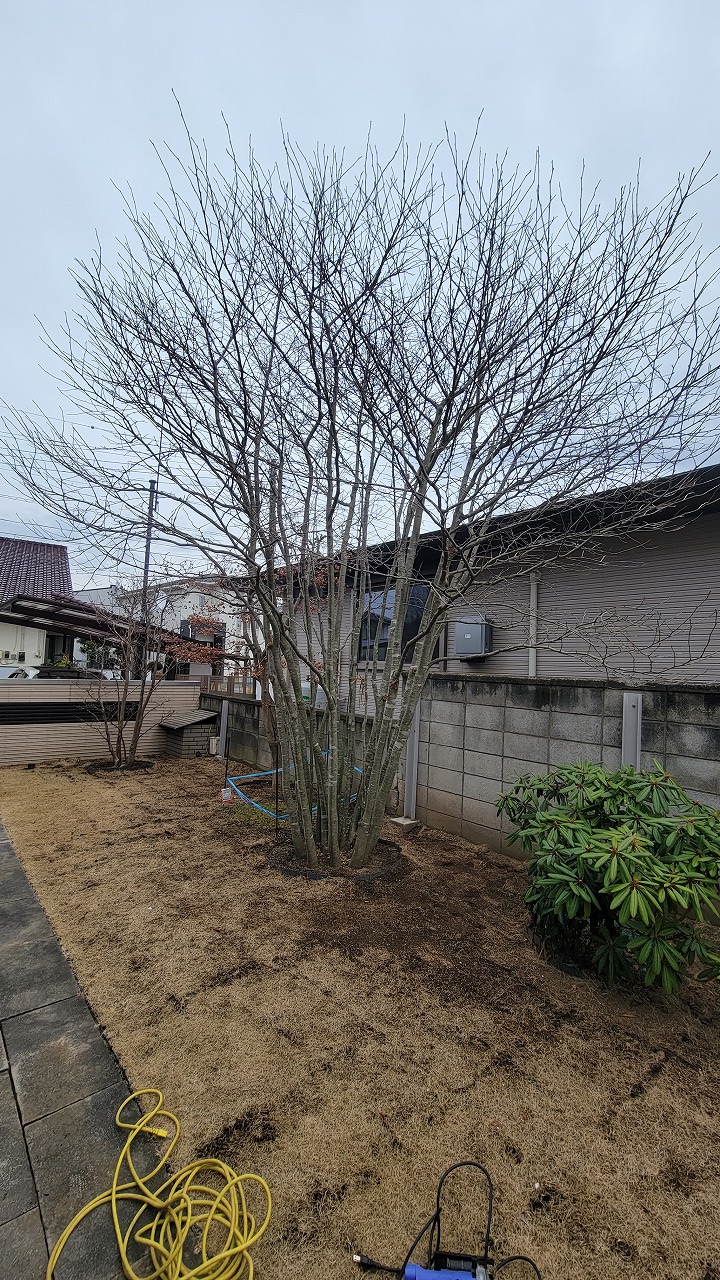 アオダモとヒメシャラが大きくなりすぎてきたので剪定してみました じょーいちろぐ アオダモとヒメシャラが大きくなりすぎてきたので剪定してみました じょーいちろぐ